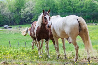 horse feed store