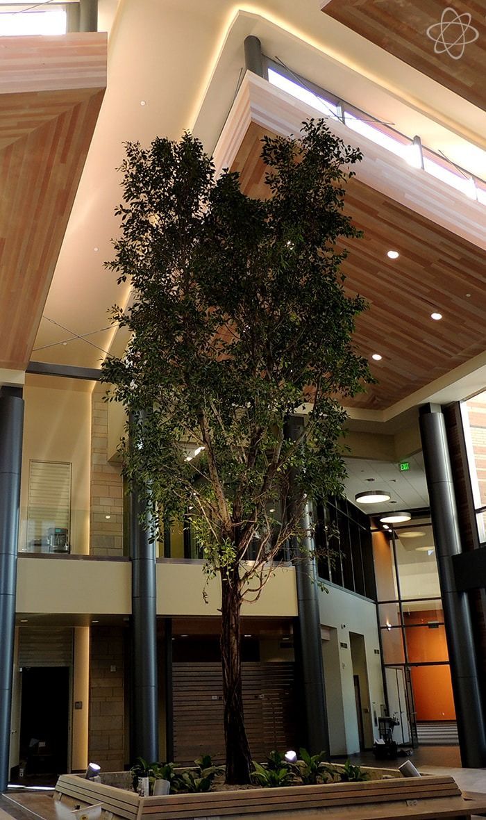 A tall, leafy green tree planted in a planter box inside a modern building with a high, angular wooden ceiling.