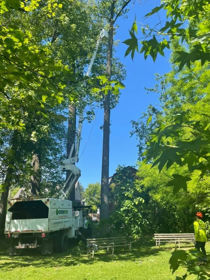 A tree being trimmed by a crane truck on a sunny day in a grassy park area.