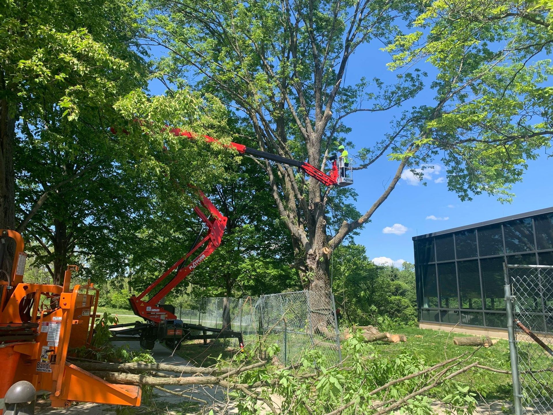 Tree trimming: Arborist in lift bucket cutting tree branches on a sunny day near a fence.