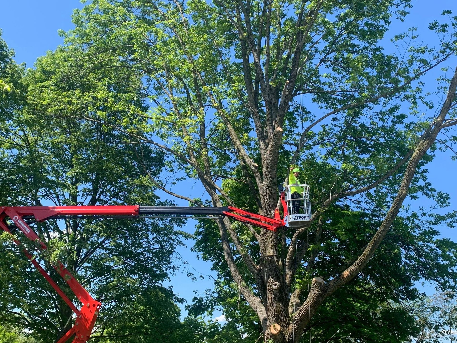 A tree trimming service in a red lift, worker in a bucket cuts tree branches on a sunny day.