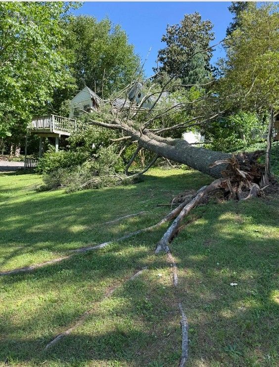 Fallen tree on grassy hill; a house is in the background.