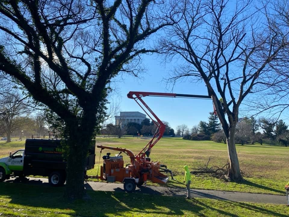 Tree trimming: A truck with a boom lift trims a bare tree in a park, with workers and a wood chipper present.