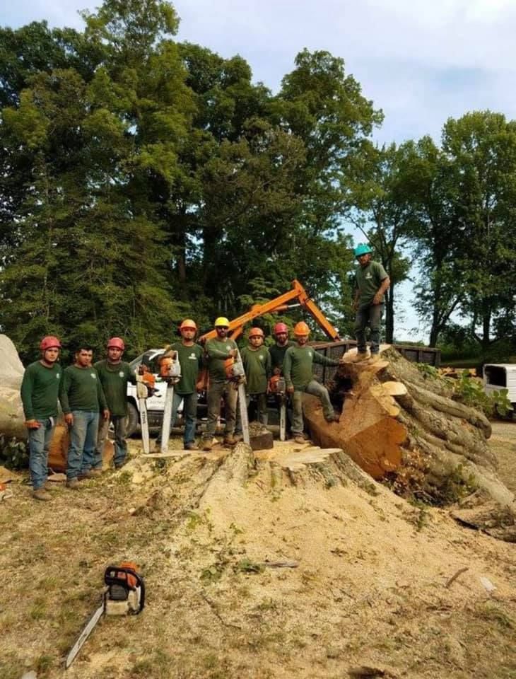 A tree removal crew poses on a large stump. They wear green shirts and hard hats, a chainsaw in foreground.