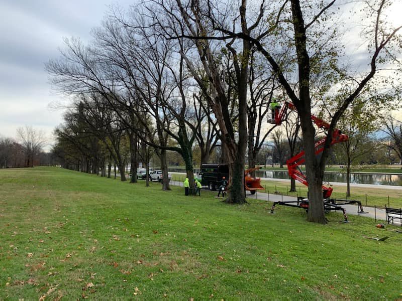 Trees being trimmed by workers in a cherry picker on a grassy bank next to a path.