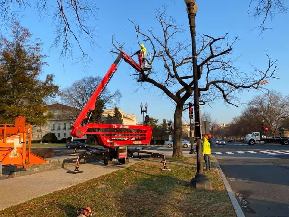 Workers trimming tree branches with a red lift near a street in front of a building. Sunny day.
