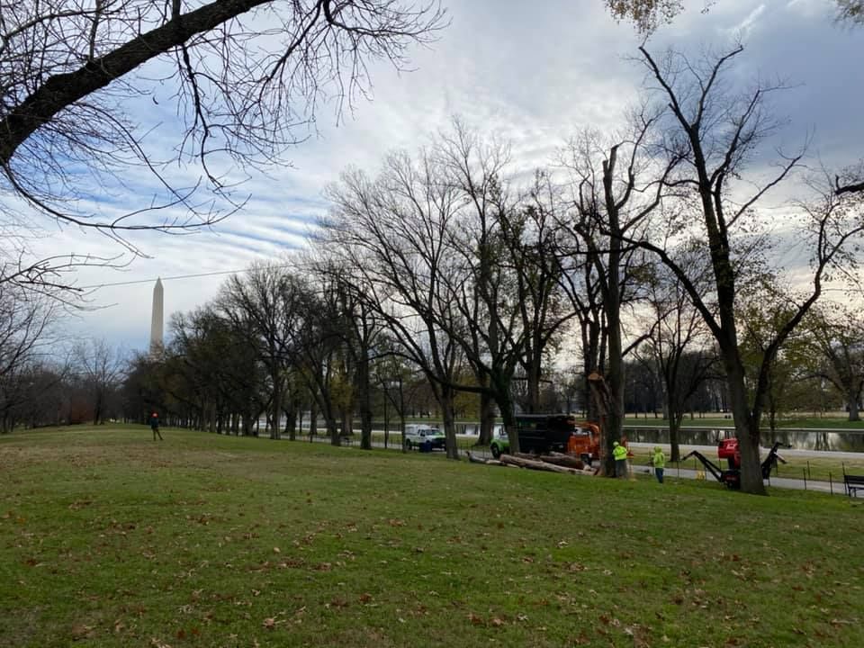 Grassy park with bare trees, workers, and Washington Monument under cloudy sky.