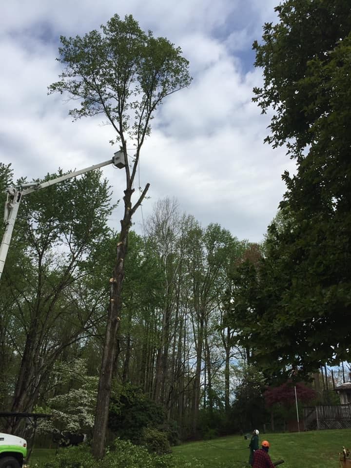 A tall tree being trimmed by a worker in a lift, on a grassy lawn with other trees in the background.