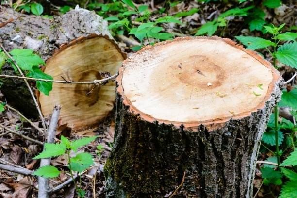 Tree stump with exposed rings and a cut-off section, surrounded by green foliage.