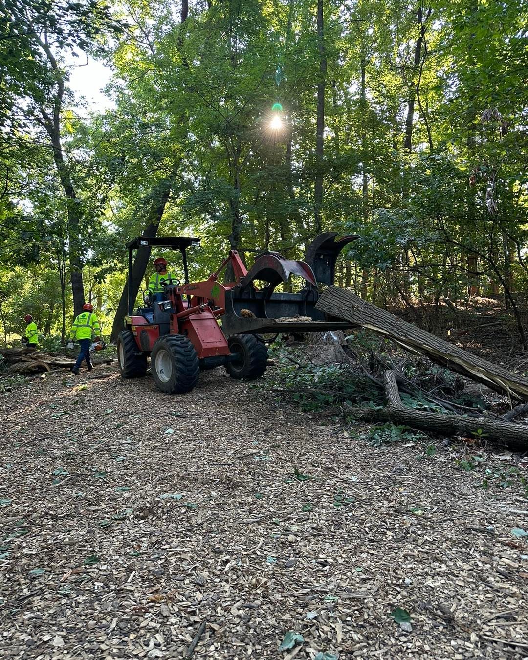 Red skid steer with grapple arm lifting a fallen tree in a wooded area. Two workers in high-vis vests.