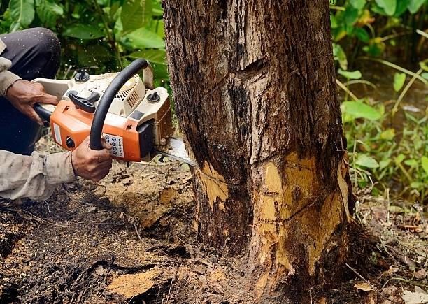 Person using a chainsaw to cut down a tree trunk in an outdoor setting.
