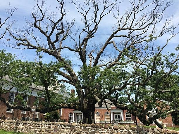 Large oak tree with sprawling branches over a brick wall and building on a sunny day.