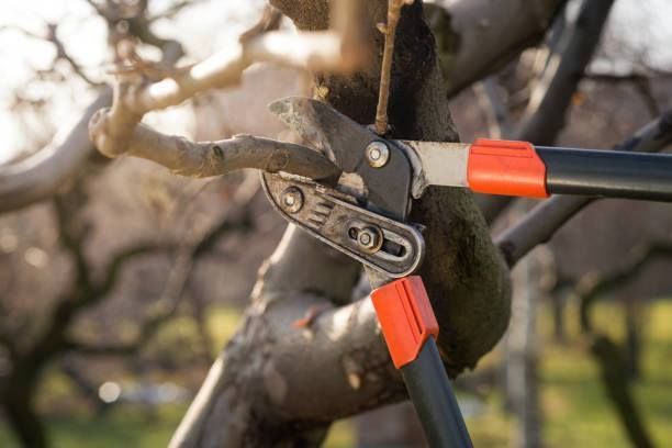 Close-up of pruning shears cutting a tree branch, outdoors in sunlight.