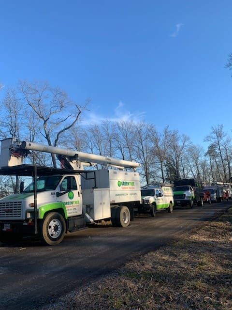 Line of GreenTree tree service trucks parked on a road under a blue sky.
