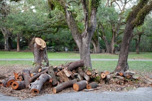 Cut tree logs piled near tree stumps in a grassy park setting.