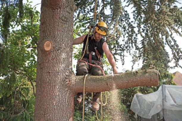 Arborist in safety gear sawing a tree branch outdoors, wood chips falling.