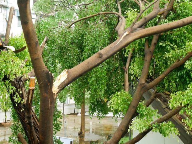 Broken tree branch after storm with green leaves and a building in the background.