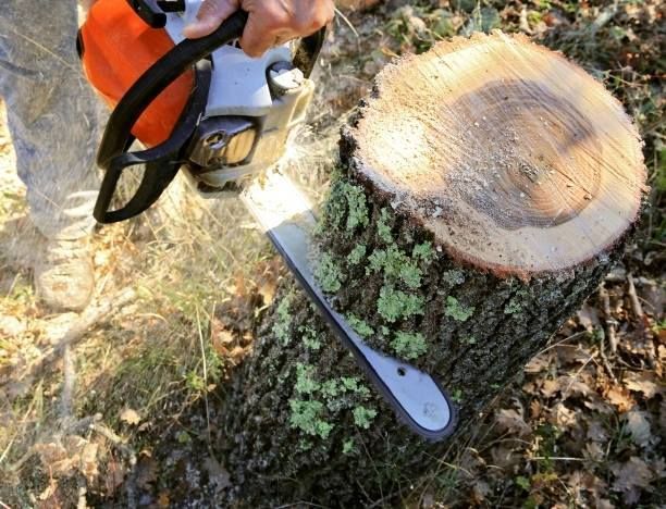 Person using a chainsaw to cut a tree stump. Chainsaw is orange and black. Stump is brown and covered in moss.