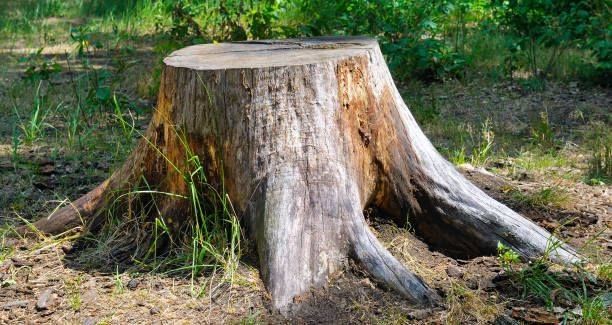 Tree stump in a forest with exposed roots and varying shades of brown and gray.