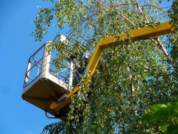 A tree trimmer in a yellow lift trimming a tree against a bright blue sky.