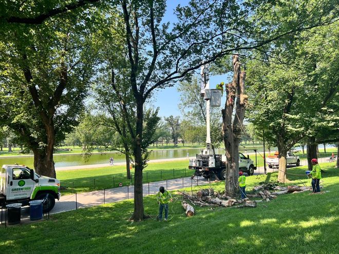 Tree removal in a park: A bucket truck is used to cut a tree near a lake. Green grass and trees surround the scene.