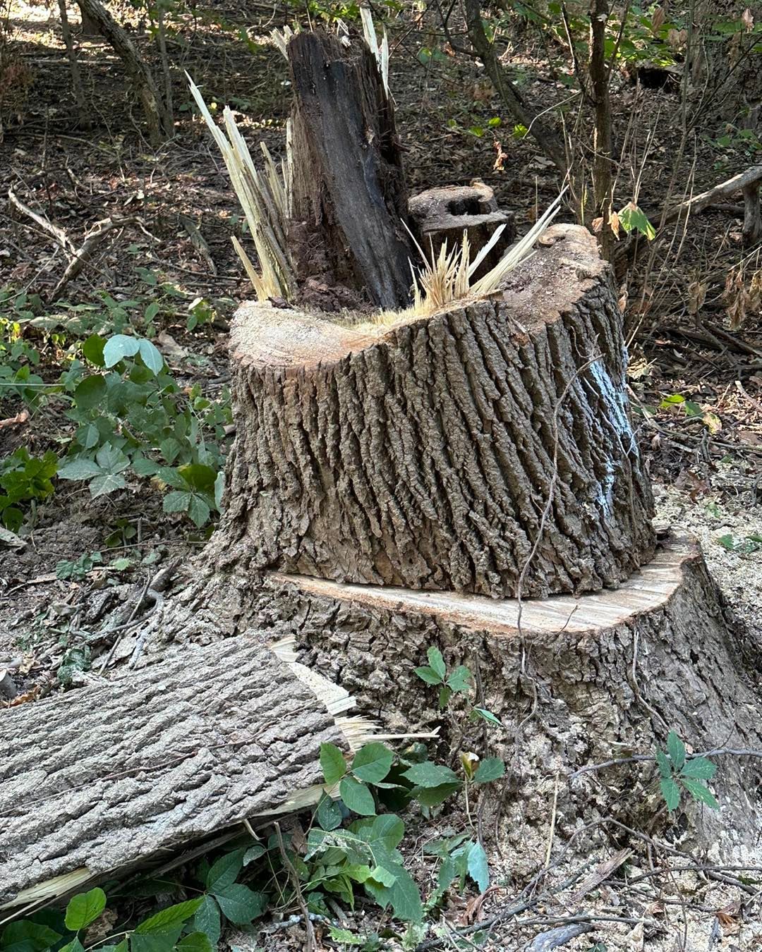 Stump of a large tree in a forest, with a broken top and scattered wood. Green foliage surrounds.
