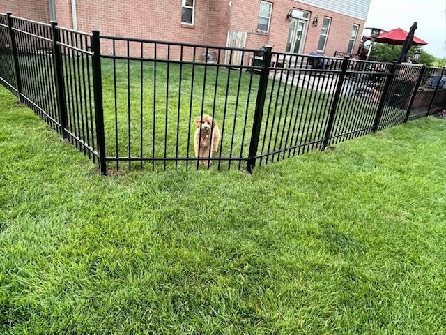 Dog behind a black metal fence in a grassy yard.