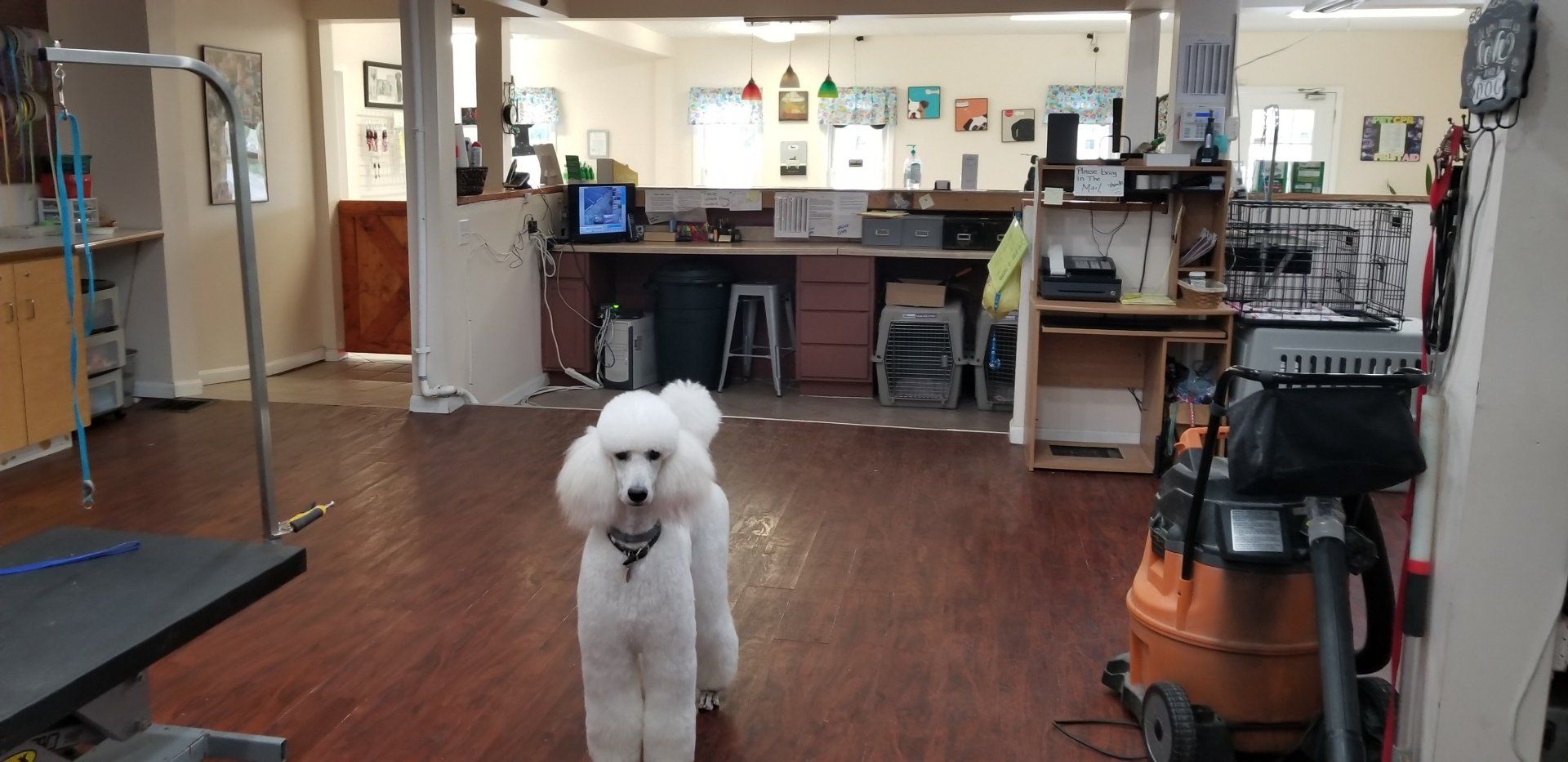 A+ Pet Grooming Inc Photo Gallery | Louisville, KY