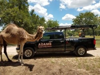 Camel standing beside black pickup truck; 