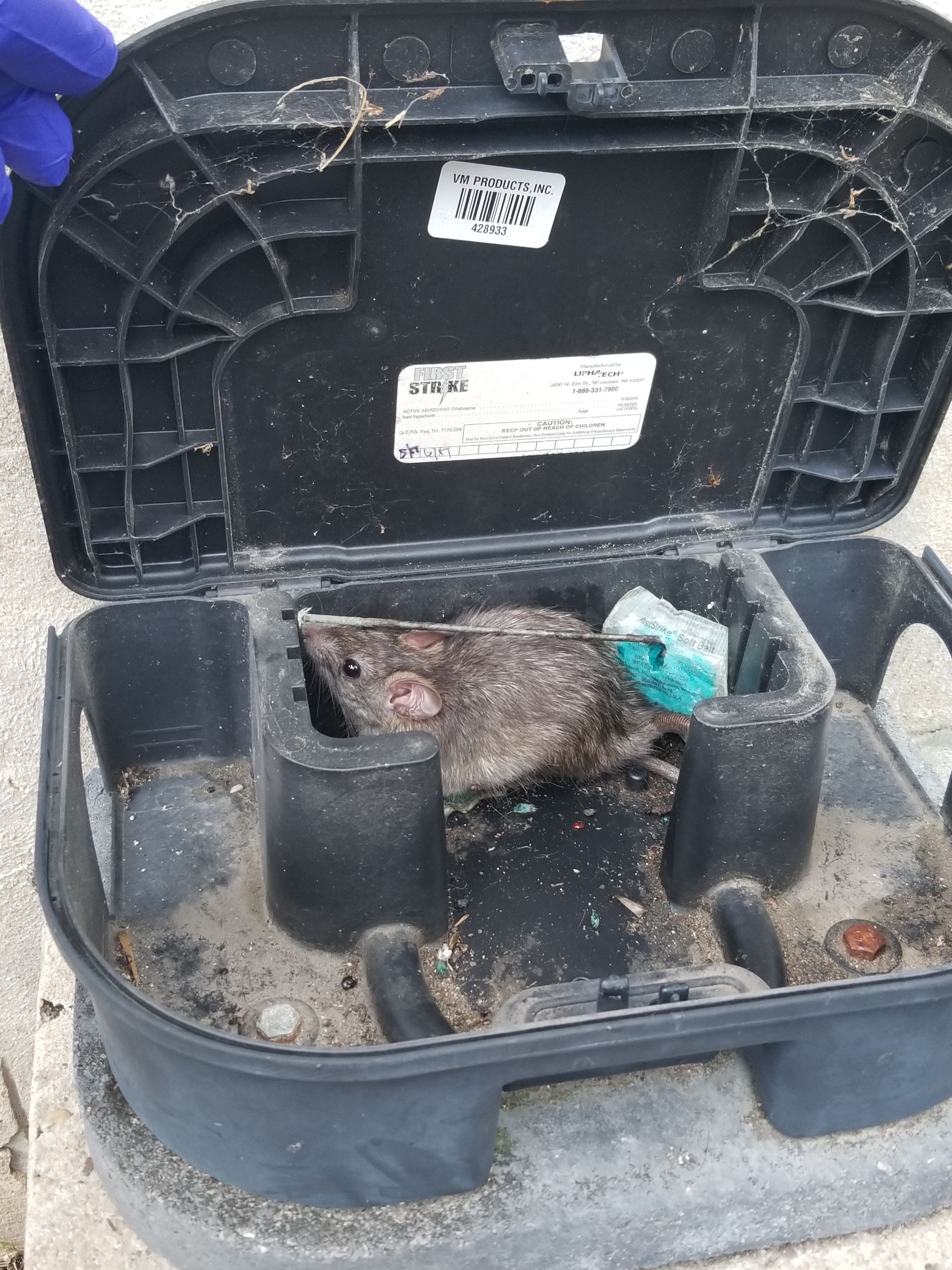 Rat in a black pest control bait station; lid open.