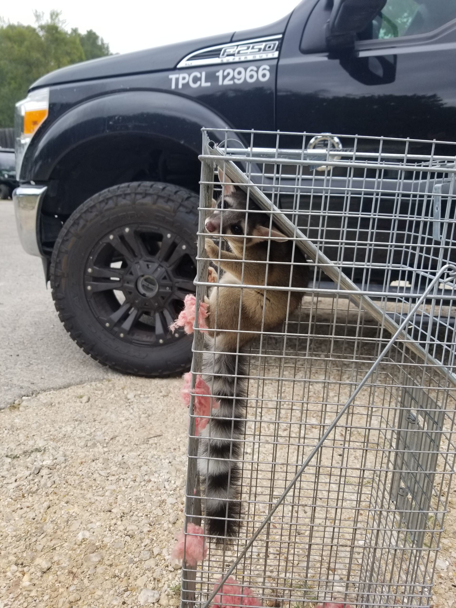 Raccoon trapped in a cage beside a black truck with TPCL license plate.