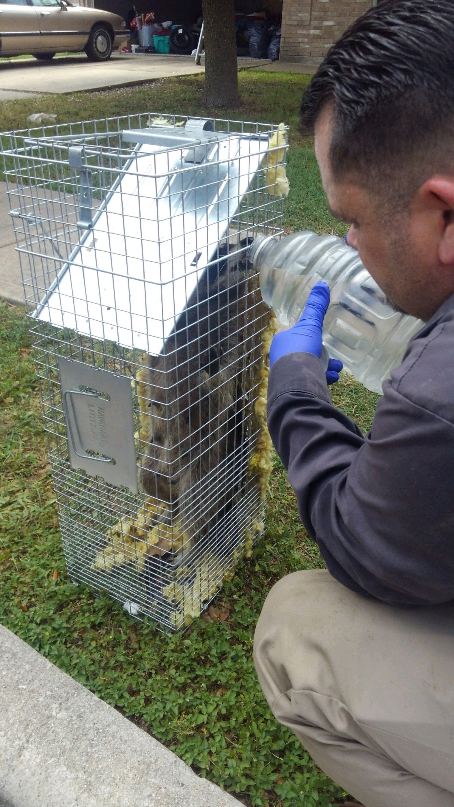 Person pouring water into a cage with a trapped animal on grass.