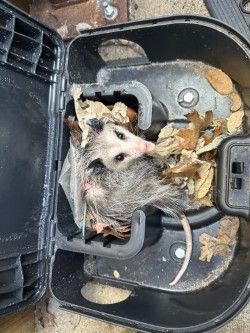 Opossum trapped inside a black plastic box. It has grey fur, pink nose, and is surrounded by leaves.