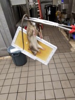 Rat caught on a sticky trap, held by tongs in a tiled industrial setting.