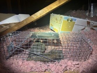 A caged animal (squirrel?) caught in an attic, pink insulation visible, with a wooden beam and cardboard.