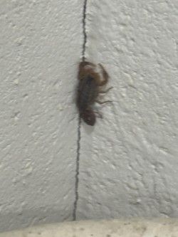 Brown scorpion clinging to a light-colored wall, with a dark line running vertically.