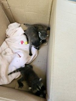 Three baby raccoons in a cardboard box, huddled together on a pink blanket.
