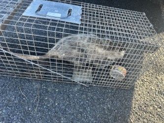 A gray opossum trapped in a metal cage on asphalt.
