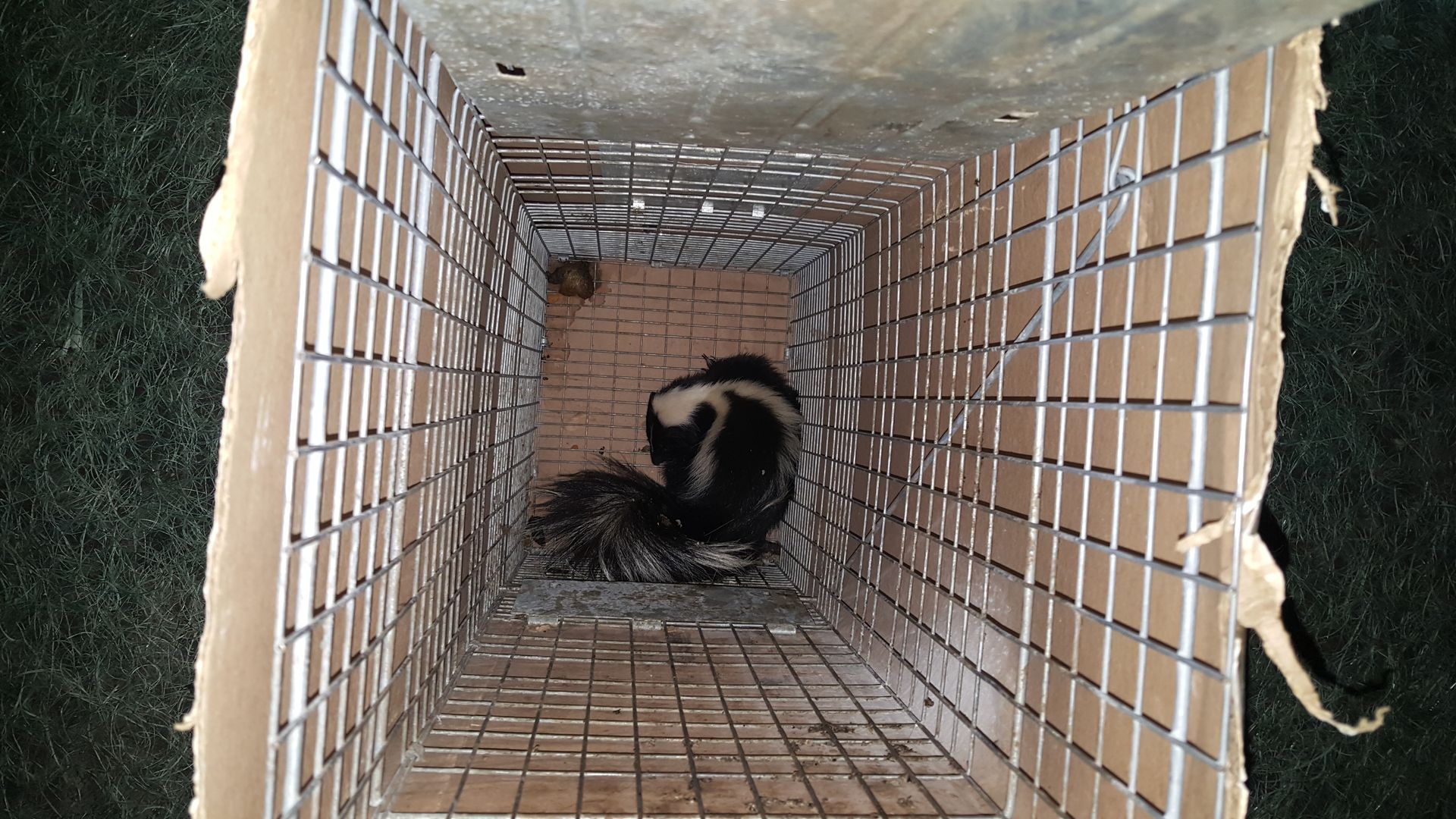 Skunk trapped inside a rectangular wire cage. Black and white fur visible. Cage is set on green surface.