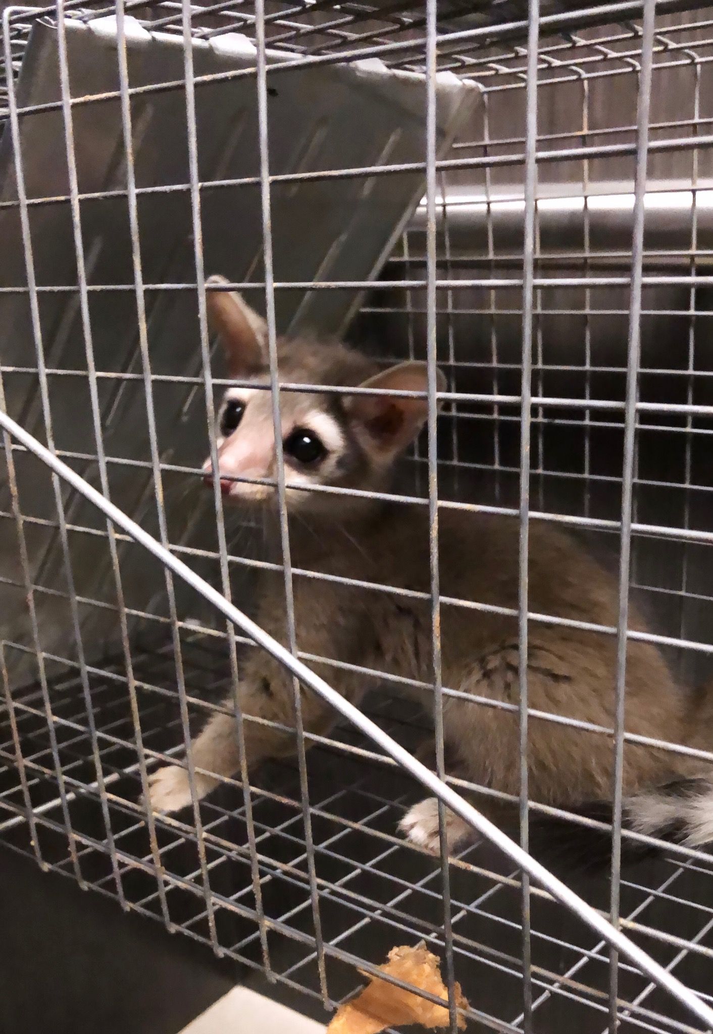 A small gray animal with large ears inside a metal cage.