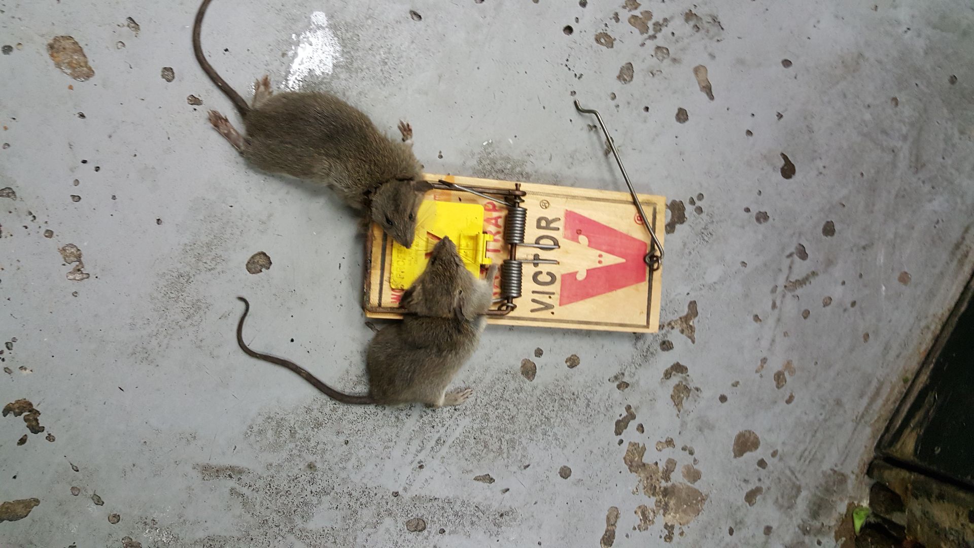 Three dead mice on a wooden Victor mousetrap, set on a dirty concrete floor.