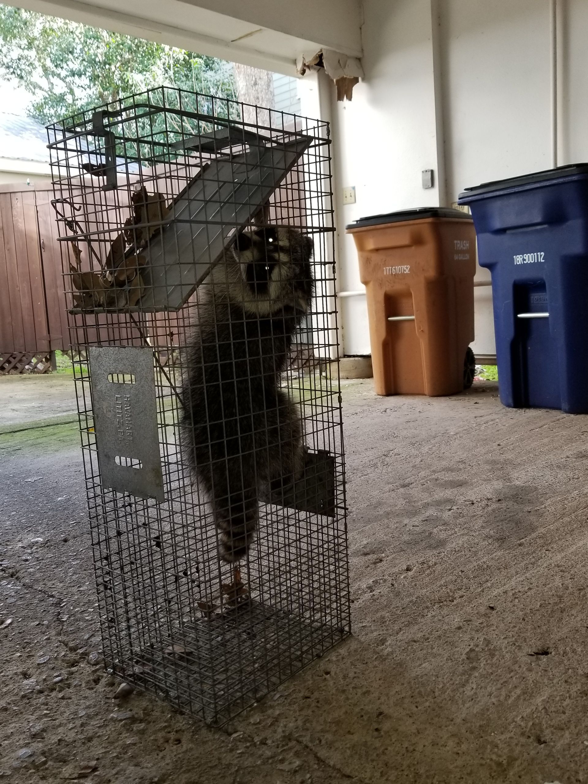 Raccoon trapped inside a wire cage outdoors, standing up, with trash cans in the background.