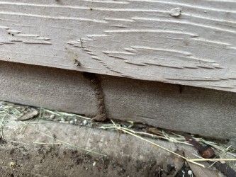 Brown termite mud tube on a concrete foundation, next to wooden siding.