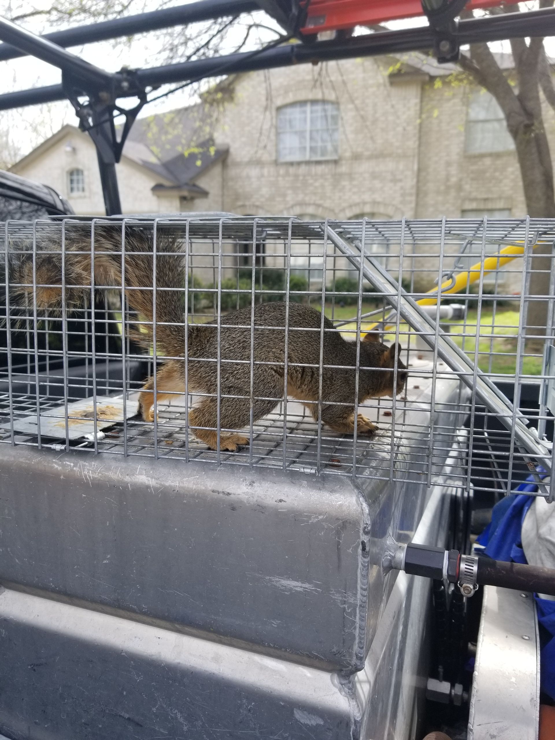 Squirrel in a metal cage on top of a truck bed. Outdoors near a house.