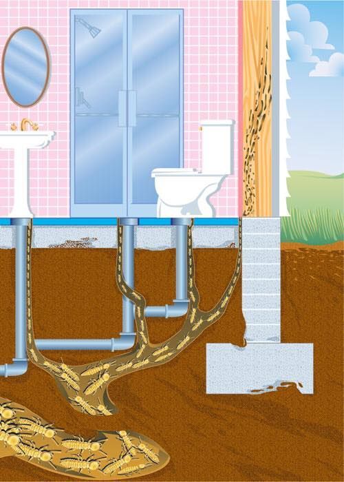Diagram showing termite infestation in a bathroom wall and foundation, with a cross-section revealing underground tunnels.