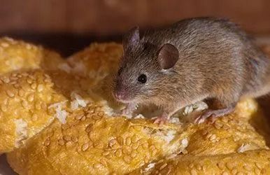 adams-termite-and-pest-control