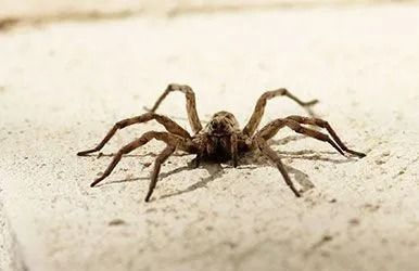 adams-termite-and-pest-control