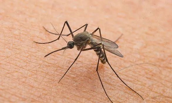 adams-termite-and-pest-control