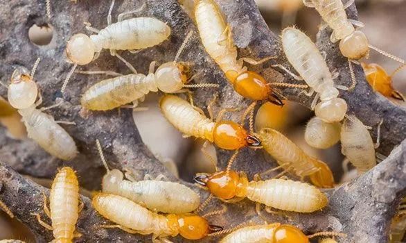 adams-termite-and-pest-control