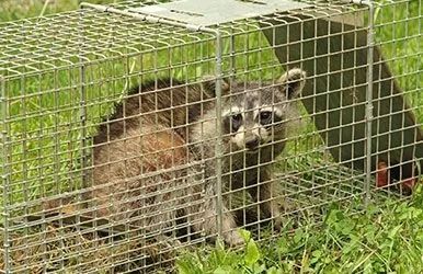 adams-termite-and-pest-control